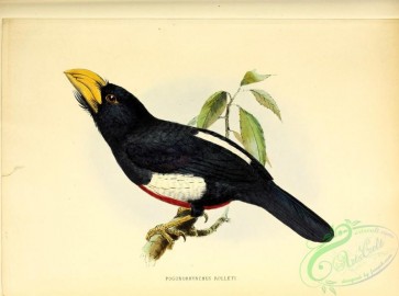 barbets-00153 - pogonorhynchus rolleti