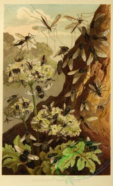 bees-00126 - 017-Flies, Wasps, Bees