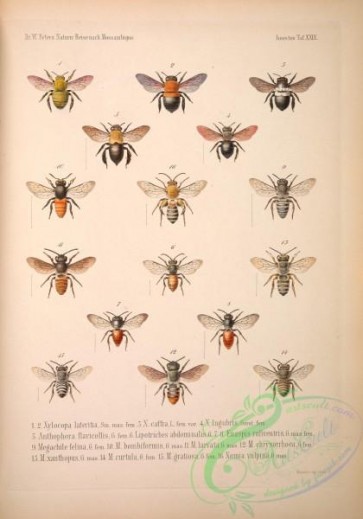 bees-00153 - 020-xylocopa, anthophora, lipotriches, euaspis, megachile, nomia