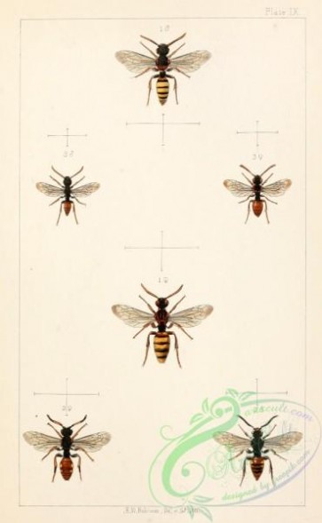 bees-00191 - 009-nomada