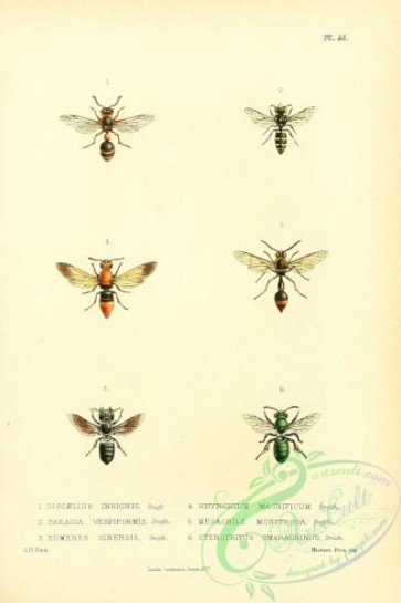 bees-00258 - discaelius, paragia, eumenes, rhynchium, megachile, stenotritus