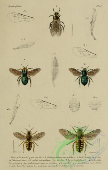 bees-00286 - 006-allodape, lestis, anthidium