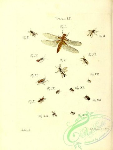 bees-00316 - 052-libellula, vespa, nemotelus, ichneumon, apis, cantharis, leptura, crioceris, melolontha, musca, asilus