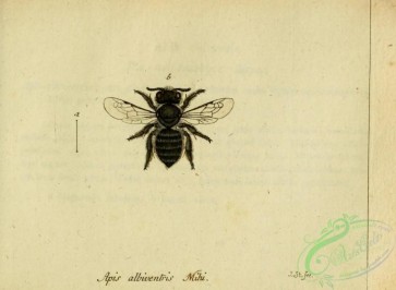 bees-00446 - apis, 043