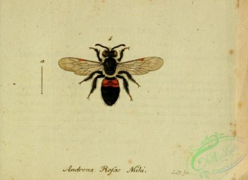 bees-00471 - andrena, 034