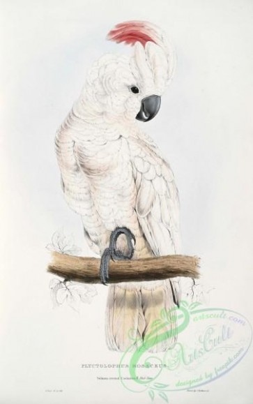 best_birds-00062 - Cacatua moluccensis - Plyctolophus rosaceus Salmon-crested Cockatoo -by Edward Lear 1812-1888 [2645x4213]