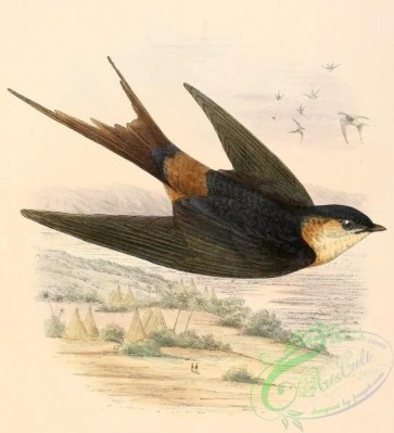 best_birds-00077 - Cecropis senegalensis 1894 [2194x2409]