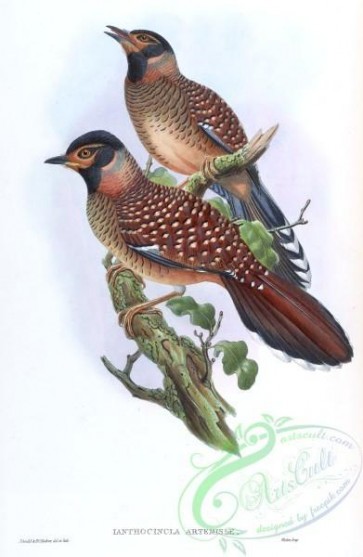 best_birds-00177 - Ianthocincla Artemisiae Gould [1804x2766]