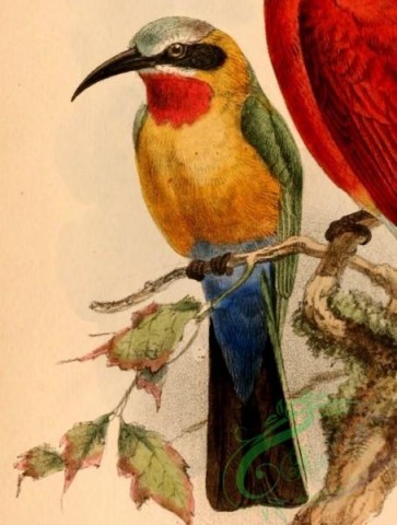 best_birds-00203 - Merops bullockoides bullockoides 1884 [1045x1381]