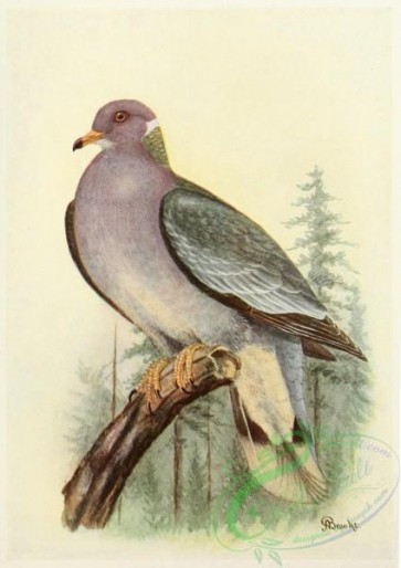 best_birds-00204 - Mershon's The Passenger Pigeon ( Band-tailed Dove illustration, crop) [1878x2652]