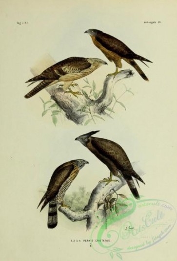 bird_atlas-00079 - pernis cristatus, 2