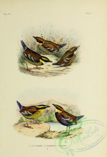 bird_atlas-00083 - pitta cyanura, Bornean Banded Pitta, Elegant or Two-striped Pitta