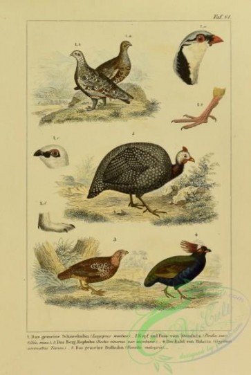 bird_atlas-00213 - 062-lagopus mutus, perdix saxatilis, perdix cinerea montana, cryptonix coronatus, numida meleagris