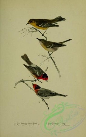 bird_atlas-00267 - 002-Pine Warbler, Red-faced Warbler