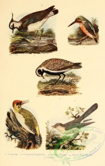 bird_atlas-00400 - 016-Lapwing, Common Kingfisher, Golden Plover, Green Woodpecker, Cuckoo