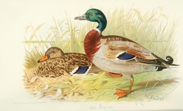 birds-00095 - Mallard Duck or Wild Duck [3694x2240]