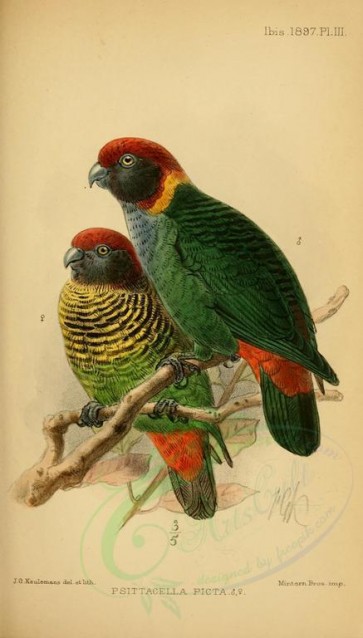 birds-00304 - Painted Tiger-Parrot [1873x3286]