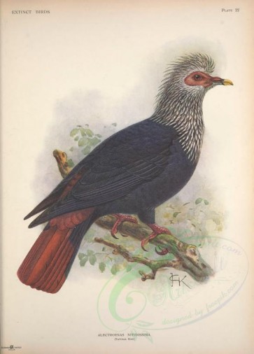 birds-01115 - Mauritius Blue Pigeon [3954x5503]