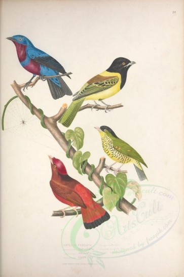 birds-01144 - 002-ampelis fasciata, ampelis cucullata, Barred Fruiteater, Guianan Red Cotinga [4079x6137]
