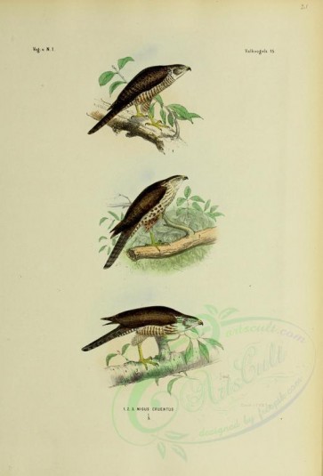 birds-01241 - nisus cruentus, 2 [2803x4127]