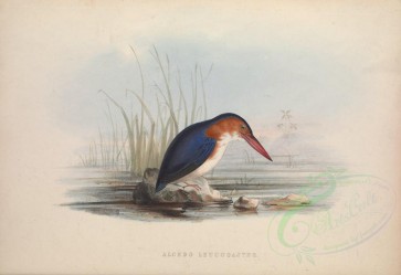 birds-01310 - White-bellied Kingfisher [5790x3974]
