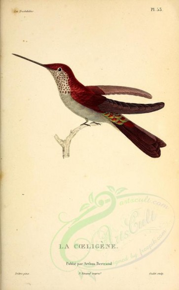 birds-01665 - Bronzy Inca [2713x4403]