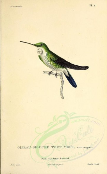 birds-01709 - ornismya viridissima [2713x4403]