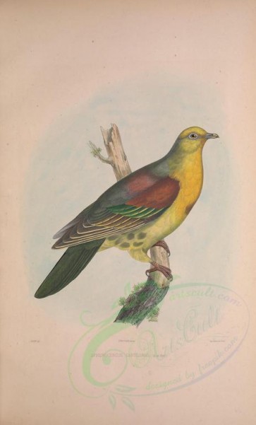 birds-02143 - sphenocercus cantillans [3531x5834]