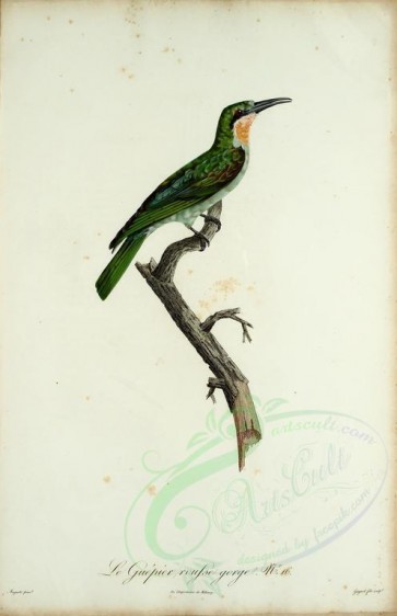 birds-02248 - Bee-eater, 17 [2049x3172]