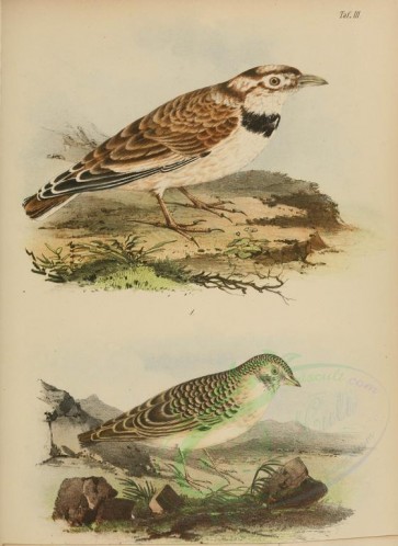 birds-02403 - alauda (melanocorypha) mongolica, alauda (phileremos) alpestris [2526x3462]
