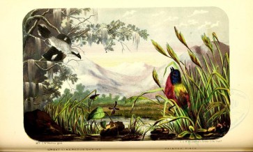 birds-02704 - Great Cinereous Shrike, Painted Finch [4686x2813]