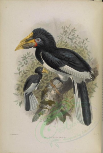 birds-03050 - Piping Hornbill, 2 [4649x6914]