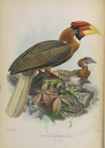birds-03059 - Rufous Hornbill (semigaleatus) [4710x6613]