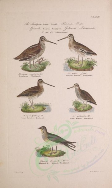 birds-03727 - Eurasian Woodcock, Great Snipe, Common Snipe, Jack Snipe, Collared Pratincole [2917x4854]