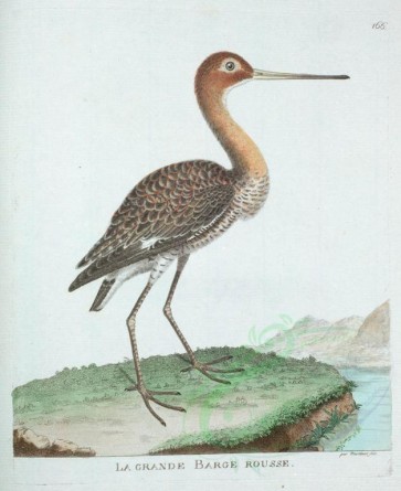 birds-04302 - Great-tailed Godwit [3324x4069]