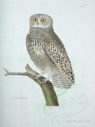 birds-04372 - Screech Owl [3583x4784]