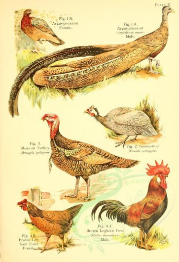 birds-04548 - Argus-pheasant, Mexican Turkey, Guinea-fowl, Brown Leghorn Fowl [2350x3425]