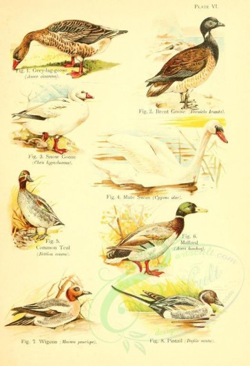 birds-04563 - Grey-Jag-goose, Brent Goose, Snow Goose, Mute Swan, Commom Teal, Mallard, Wigeon, Pintail [2350x3425]