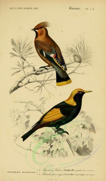 birds-04586 - Bohemian Wax-Wing, Regent Bowerbird [2164x3677]