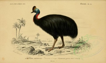 birds-04628 - Southern Cassowary [3662x2164]
