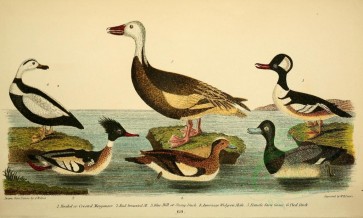 birds-04803 - Hooded or Crested Merganser, Red-breasted Merganser, Blue Bill or Scaup Duck, American Widgeon, Snow Goose, Pied Duck [3310x1991]