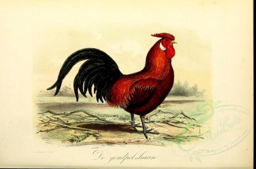birds-06096 - Gallus domesticus (Latin) [3662x2415]