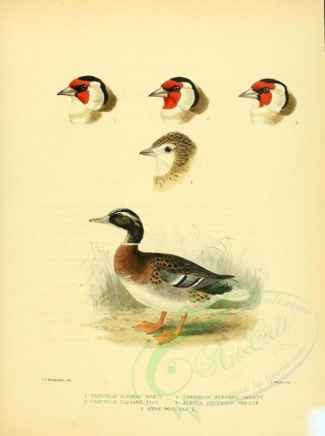 birds-07629 - Mallard or Wild Duck [2664x3569]