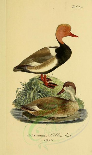 birds-08098 - Red-Crested Duck [1945x3270]