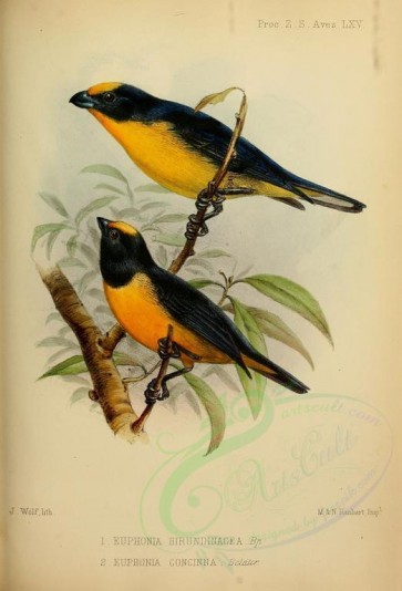 birds-08254 - Yellow-throated Euphonia , Velvet-fronted Euphonia [2333x3429]