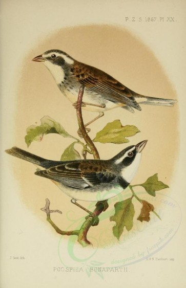 birds-08346 - Collared Warbling-Finch [2197x3405]