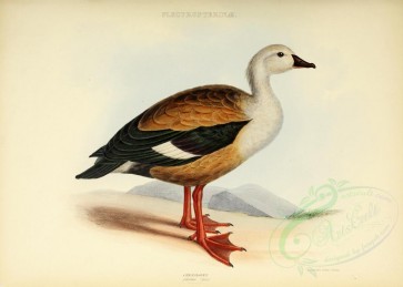 birds-08586 - Orinoco Goose [4830x3452]