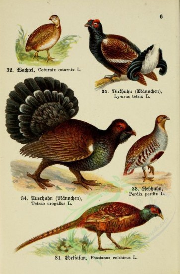 birds-08778 - Common Quail, Black Grouse, Eurasian Capercaillie, Gray Partridge, Common Pheasant [2313x3507]