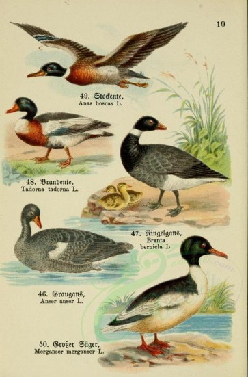 birds-08784 - Mallard, Common Shelduck, Brent Goose, Greylag Goose, Common Merganser [2313x3507]
