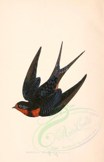 birds-09064 - ORIENTAL CHIMNEY SWALLOW [2246x3472]